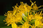 Ouachita Mountain goldenrod